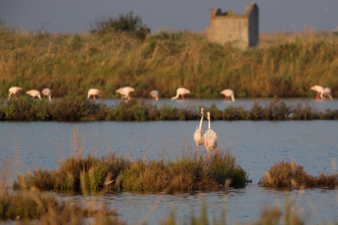Valle Isola La Tana Del Gusto Comacchio